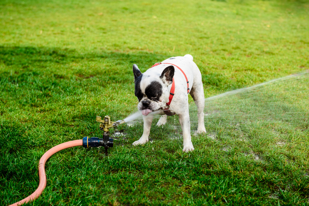 A small French bulldog plays with and takes a drink from a garden sprinkler
