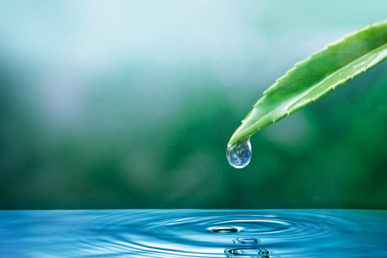 Read more about the article How Proper Water Filtration Protects the Environment in Windermere
