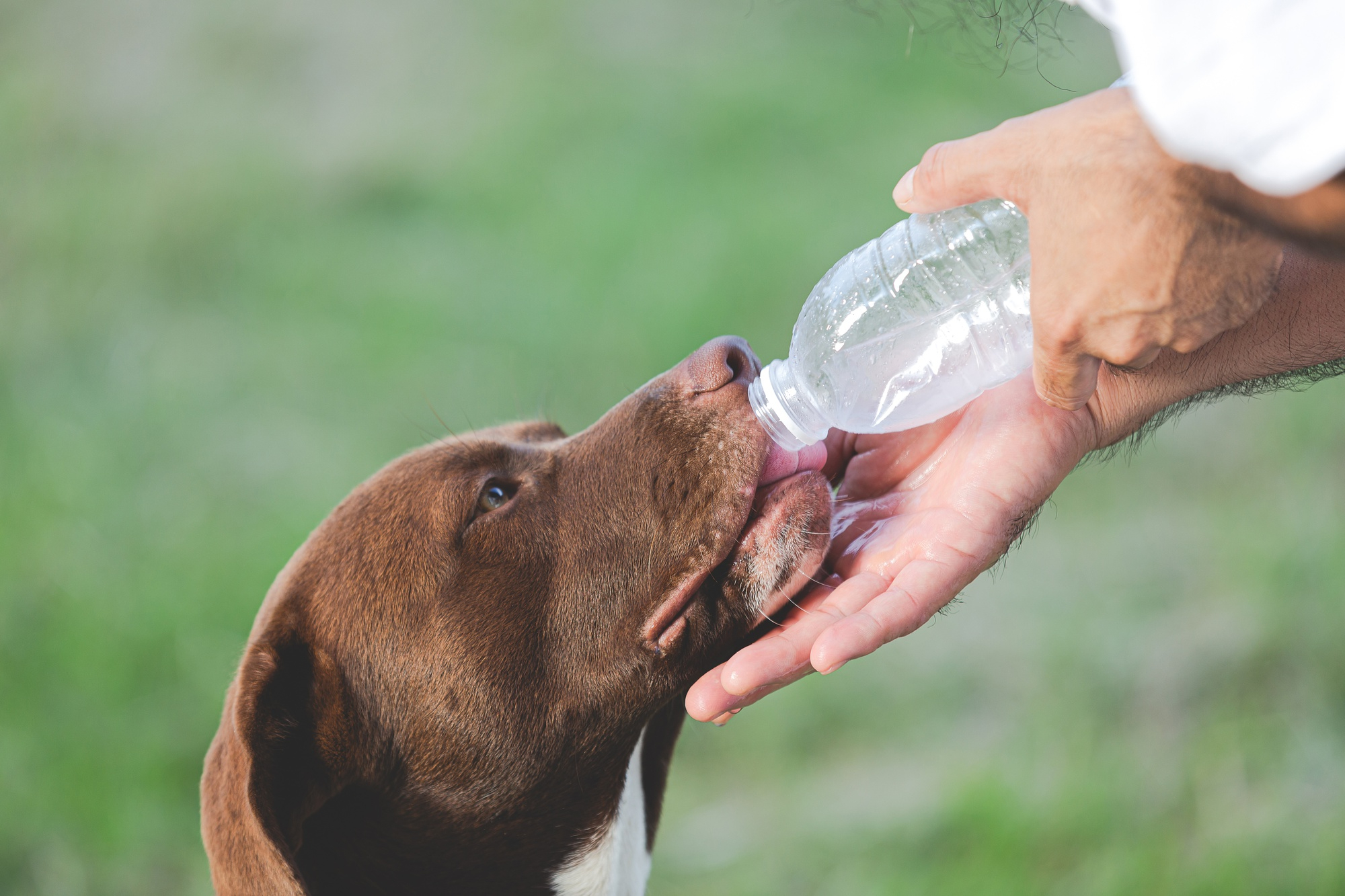A beagle dog being fed a bottle of water on a hot sunny day